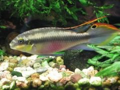 Pelvicachromis pulcher (настоящий самец)