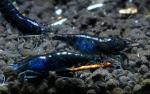 blue velvet shrimp.jpg
