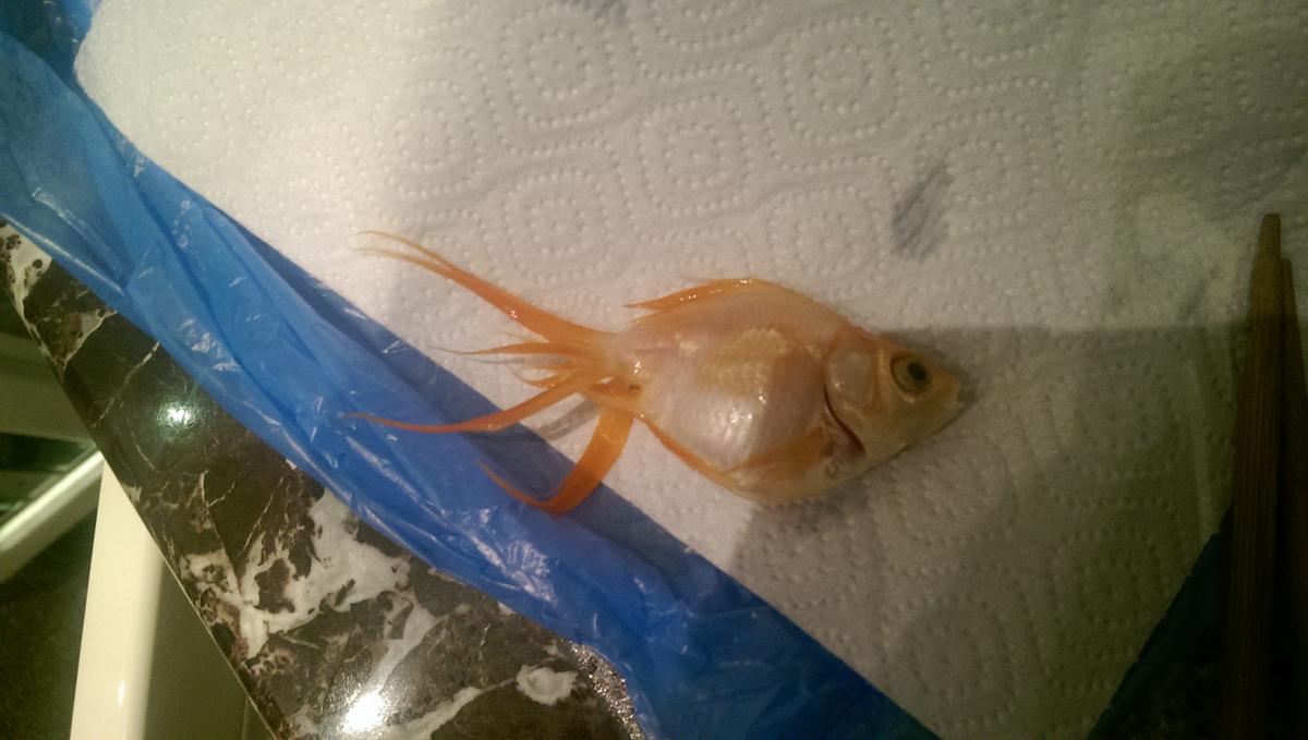 Золотая рыбка лежит на дне. Мертвая Золотая рыбка. Дохлая Золотая рыбка. Смерть Золотая рыбки. Рыба лежит на столе.