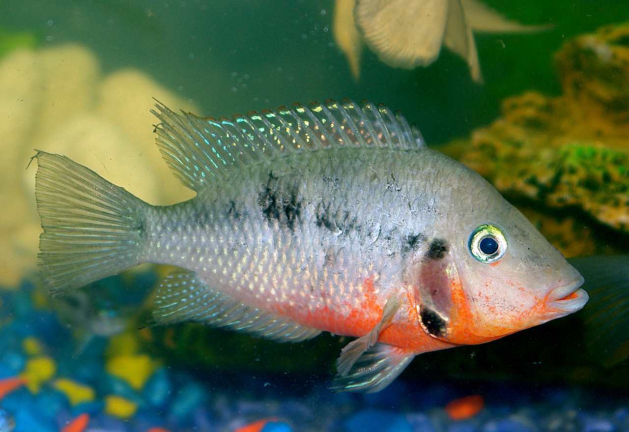 Рыбка майкоп. Цихлазома Меека. Цихлазома биоцелатум. Цихлиды Мекка. Цихлазома пчёлка аквариумная рыбка.