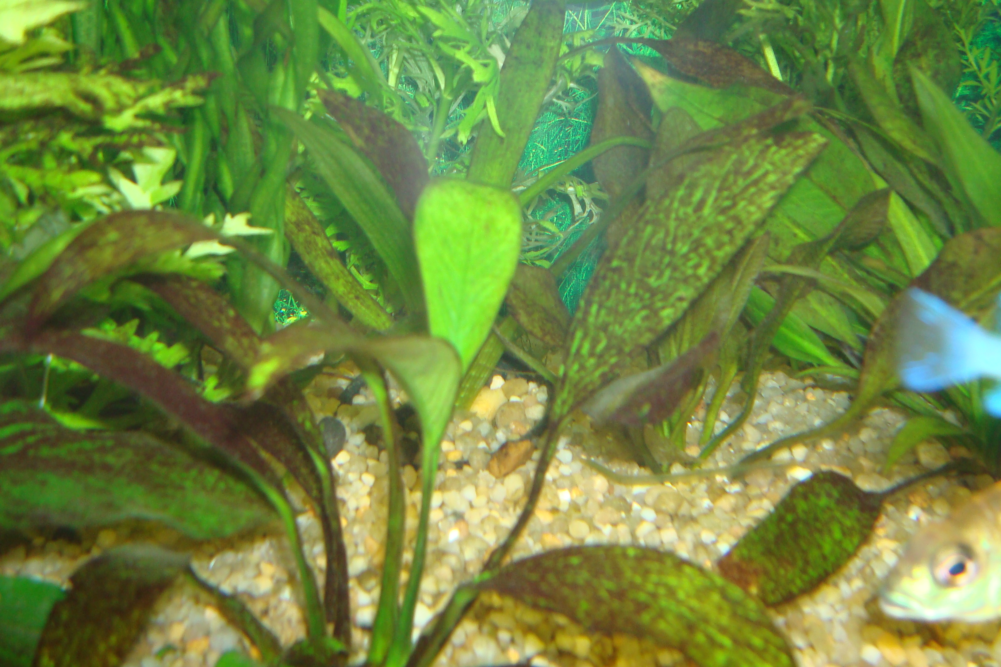 коричневый налет на стенках аквариума и растениях