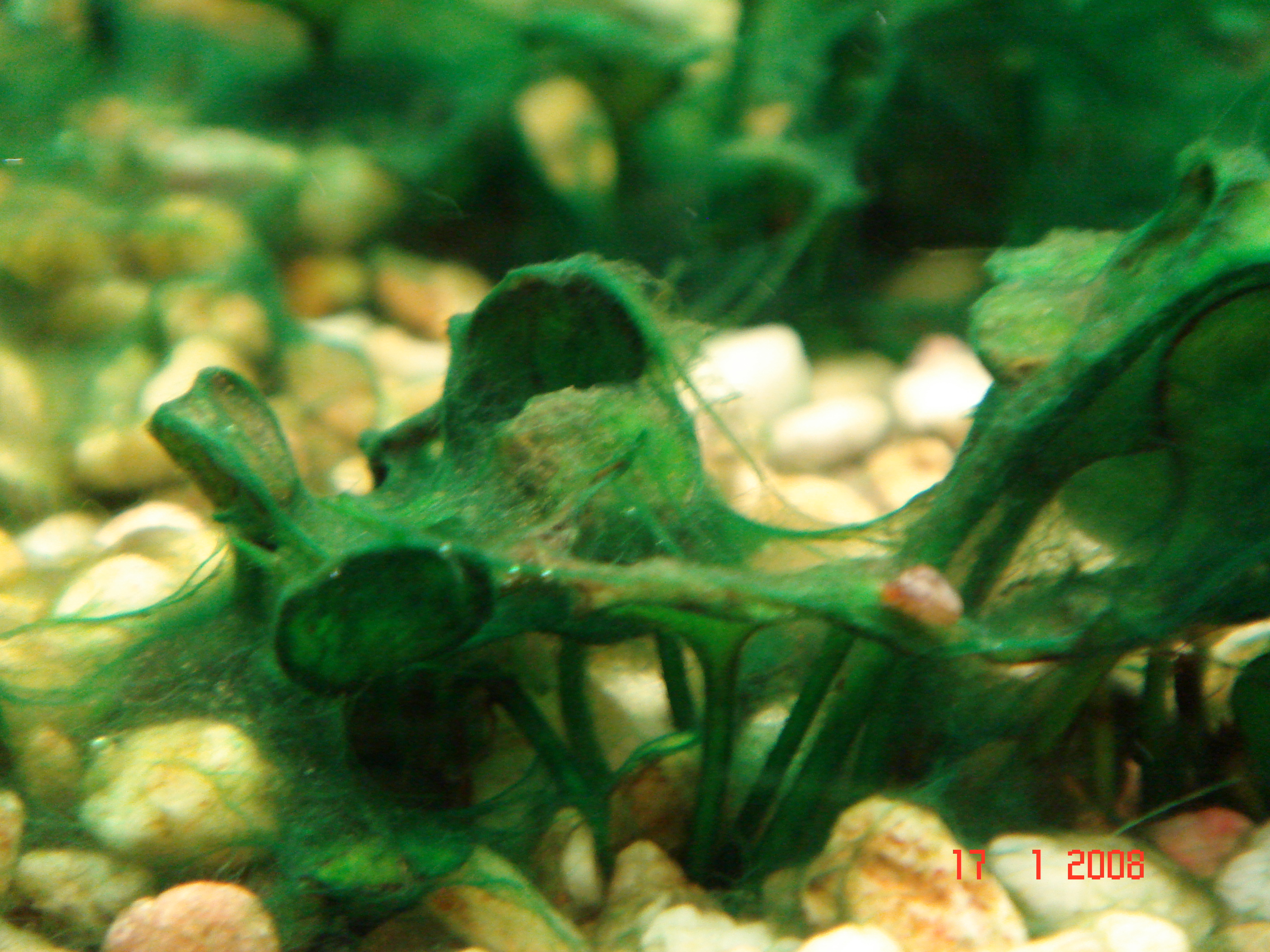 Доклад по теме Пенициллин против сине-зеленых водорослей